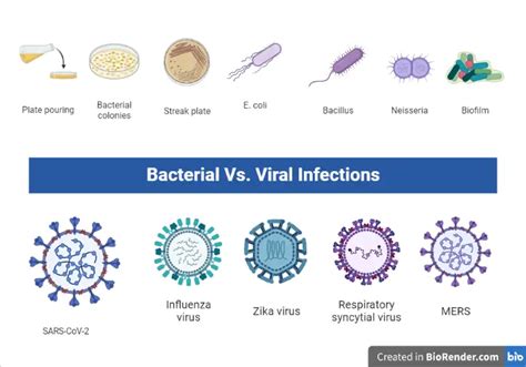 the type of viral infection figgerits|Cell Biology of Viral Infections .
